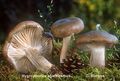 Hygrophorus agathosmus